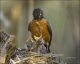 American-Robin;Robin;Ohio;Turdus-migratorius;one-animal;close-up;color-image;nob